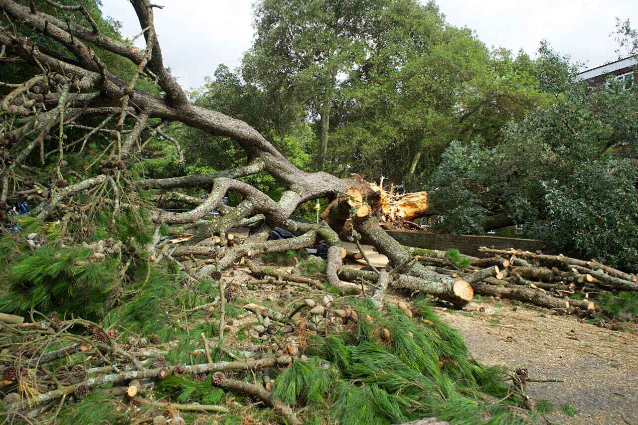 The Steps Involved in Our Tree Care Process in Marshallville, GA